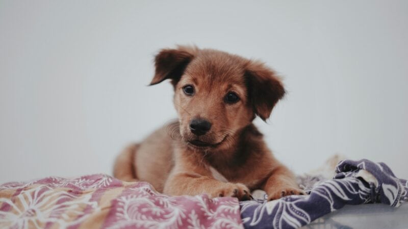 a blanket with a puppy comfortable in home