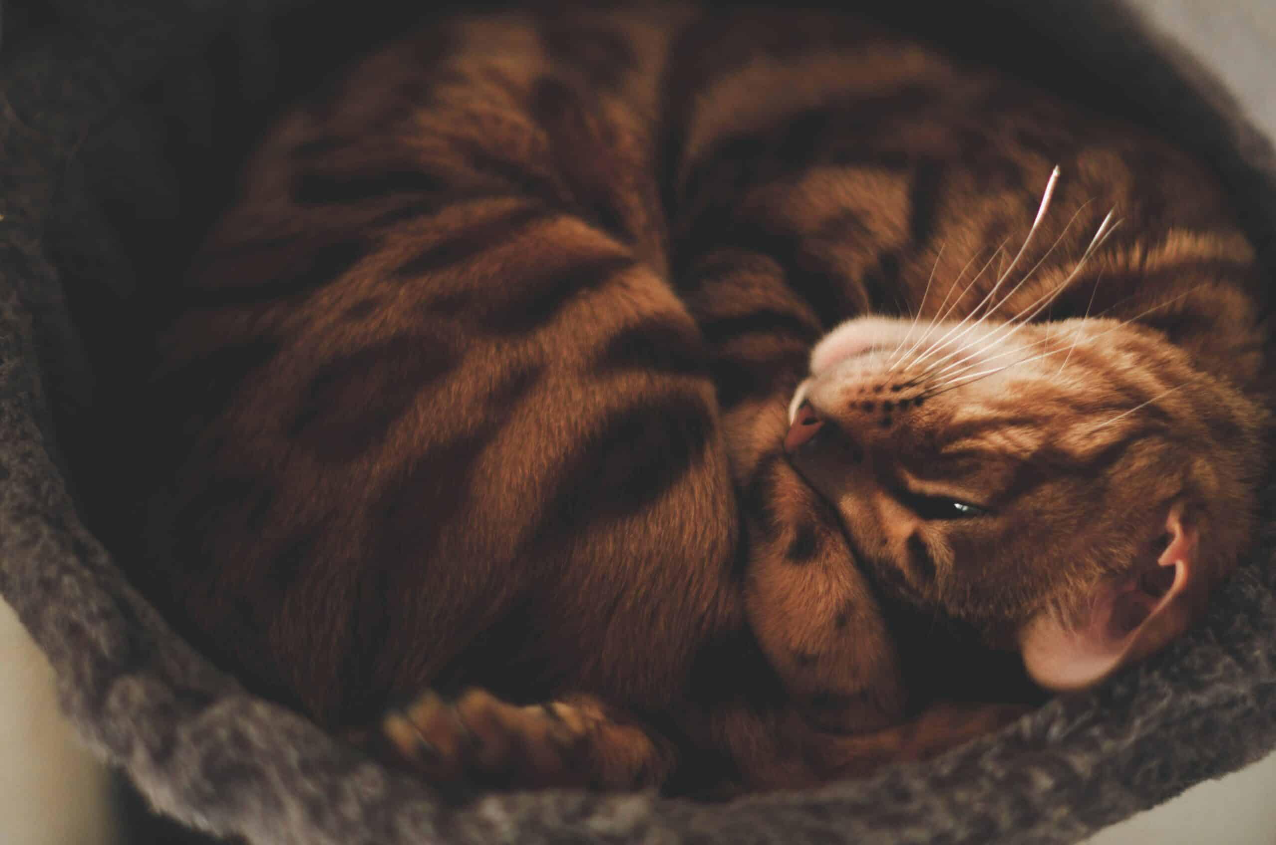 Best Cat Beds for Anxious Cats in 2026: Enclosed, Elevated, and Calming Picks
