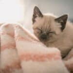 a cat blanket laying down