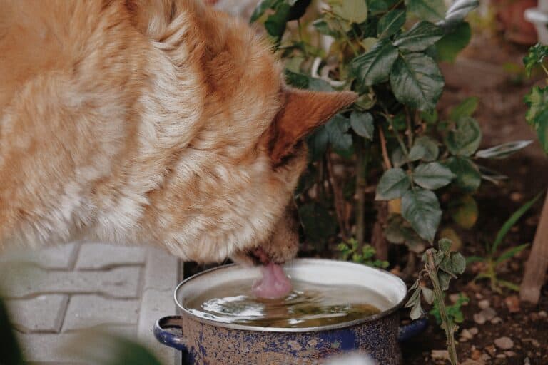 a cat eating broth