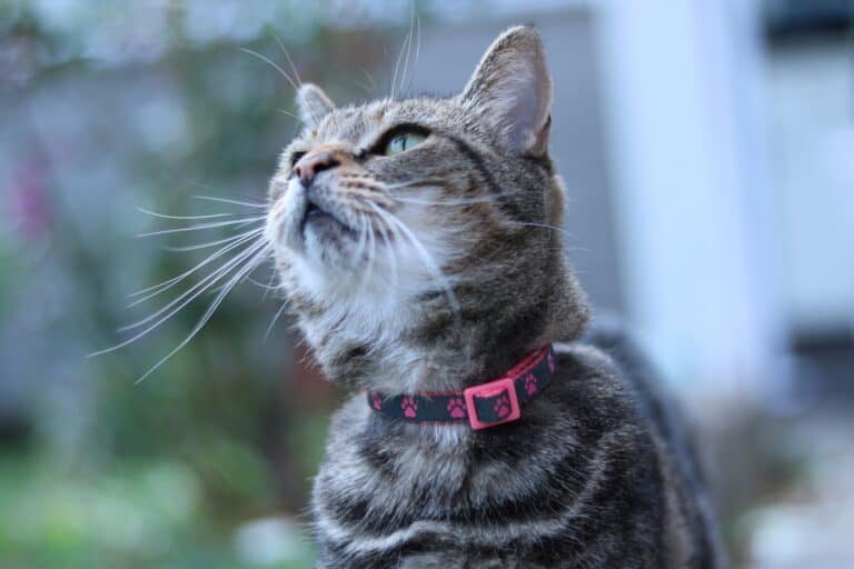 a cat collar upclose on neck