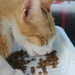 a cat feeding in home