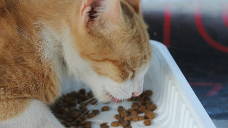 a cat feeding in home