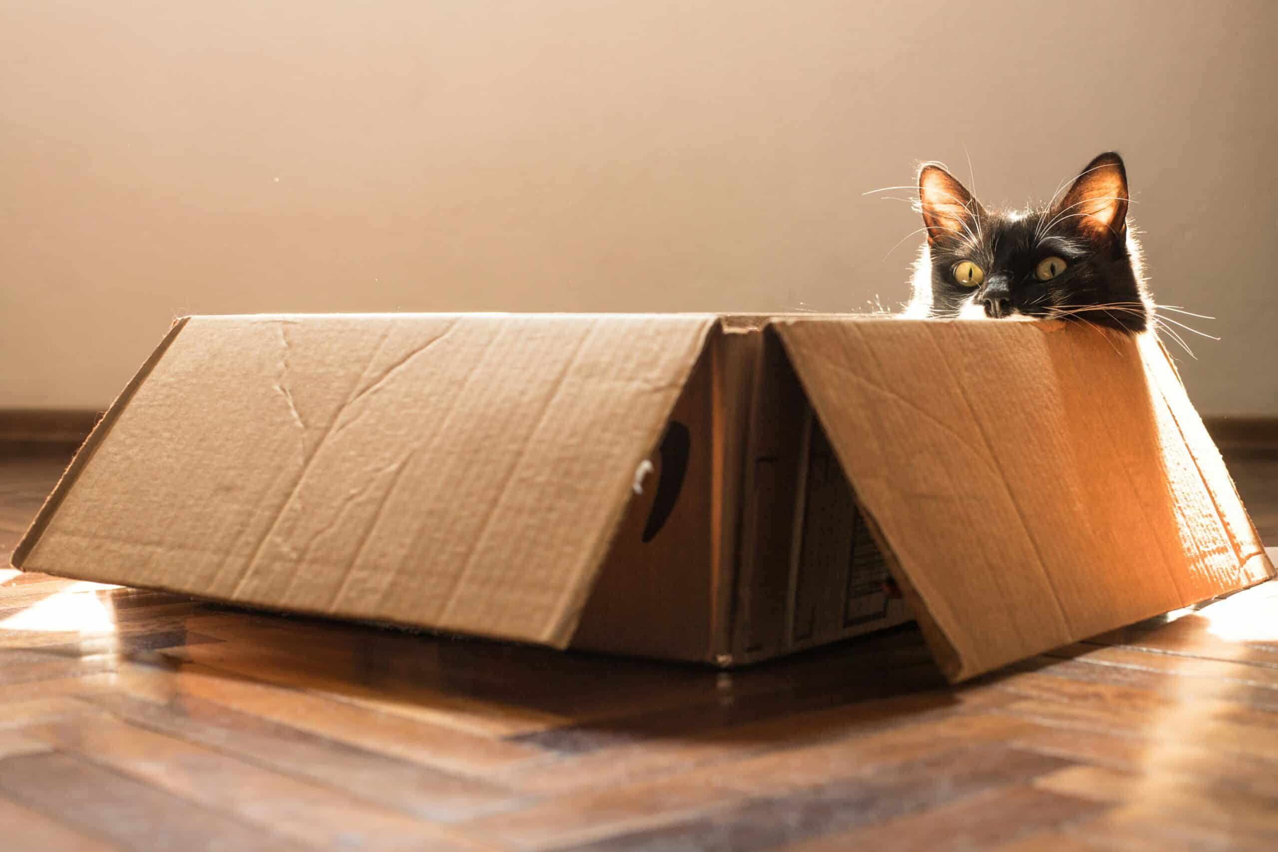 How to Move House With a Cat: One Room Beats the Whole House