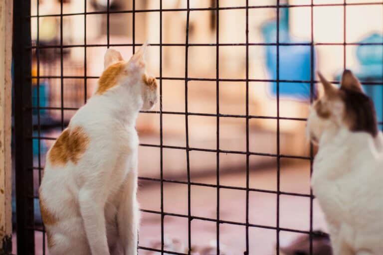 a couple of cats in a cat crate