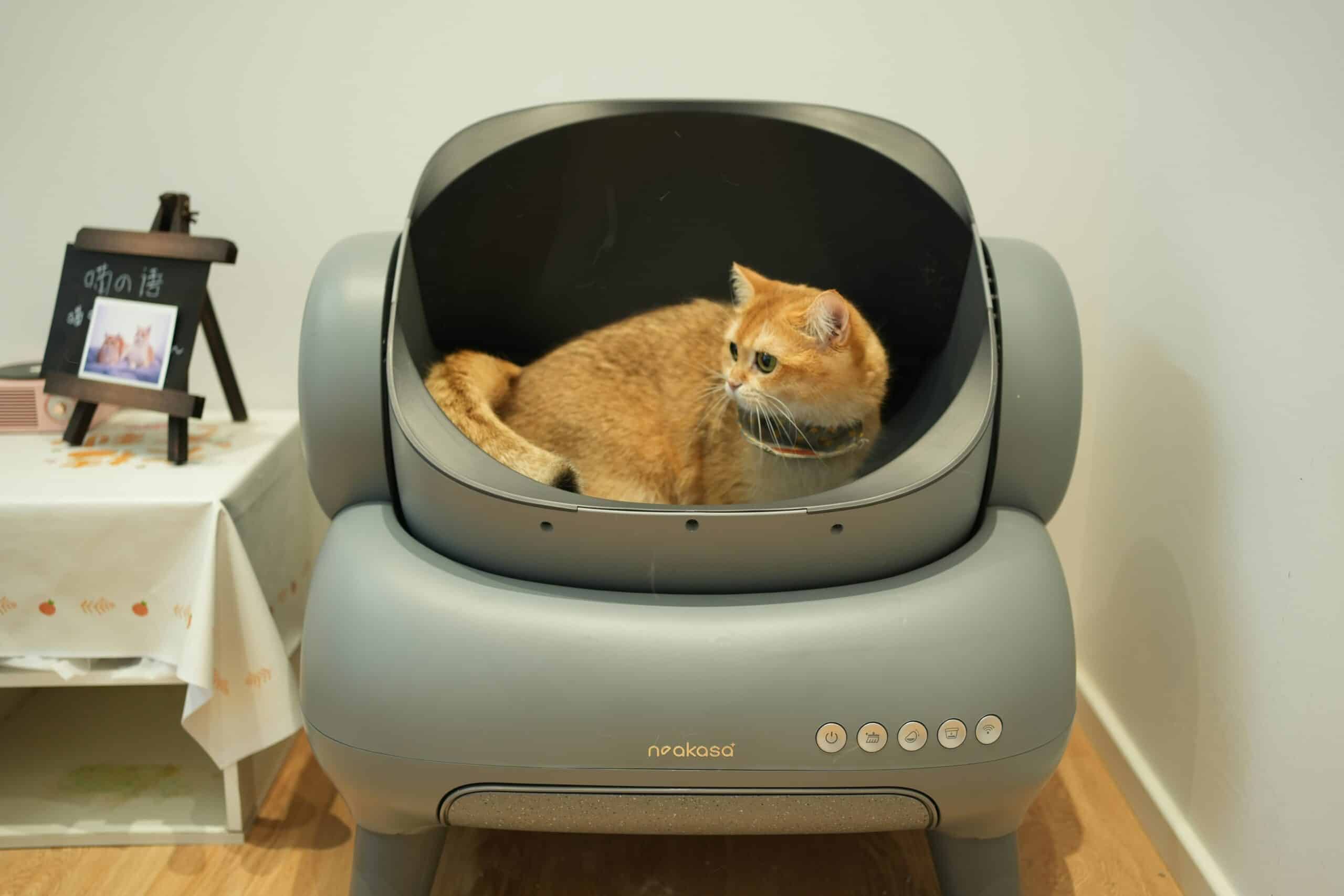 Best Cat Litter Box Enclosures for Keeping Dogs Out in 2026: Size the Opening, Not the Box
