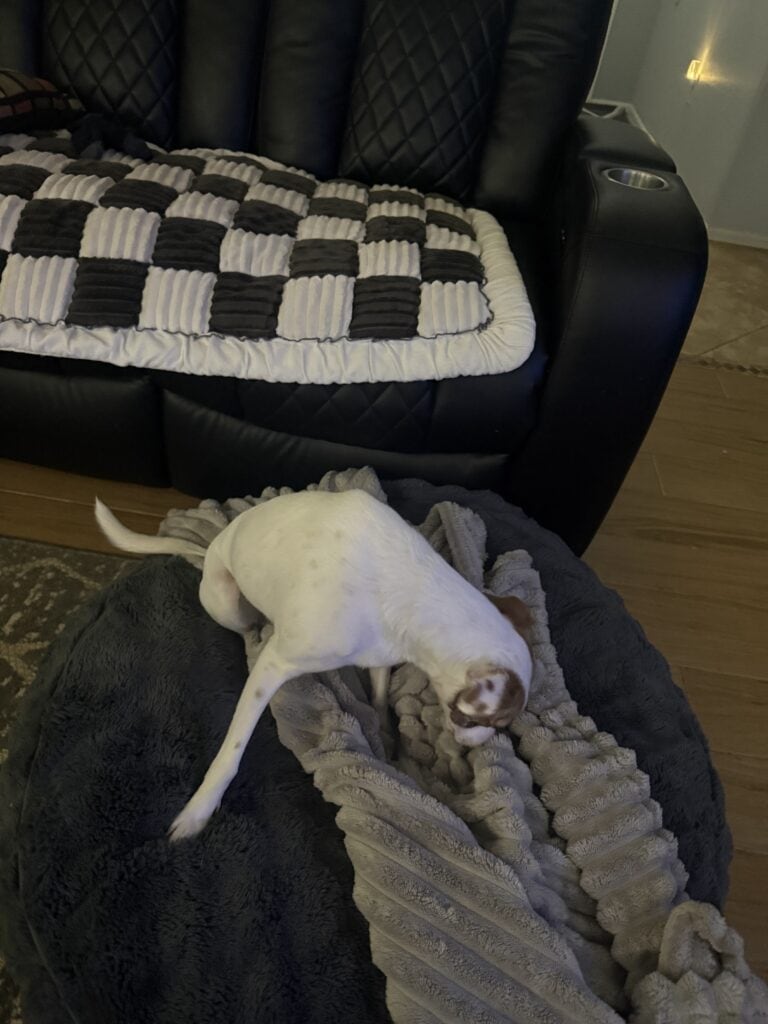 dog playing on bed next to couch