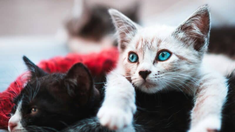 a couple of kittens laying next to one another