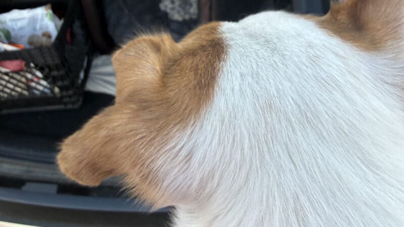 dog being carried into kennel for car