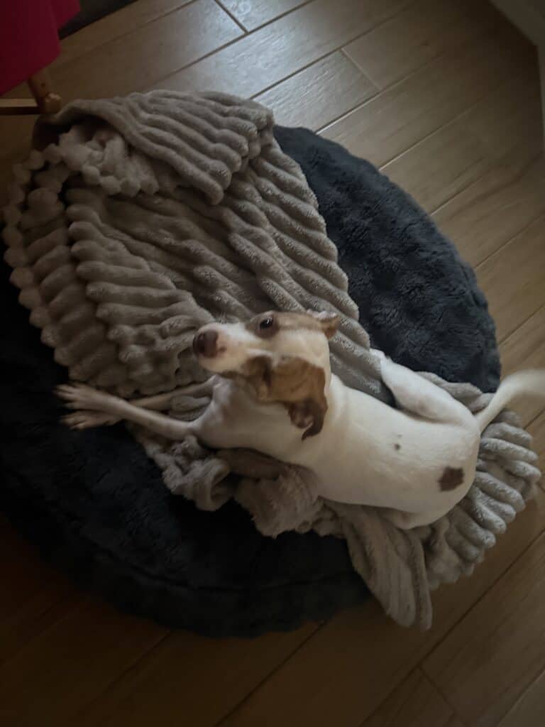 a dog blanket and bed comfortable in home