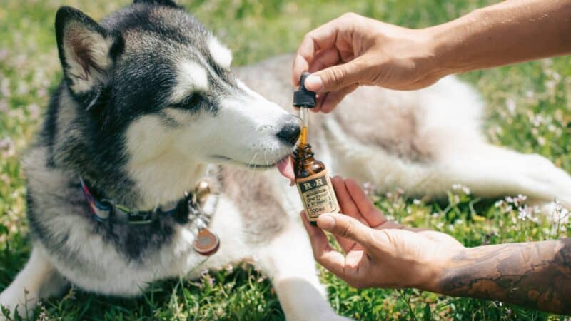 a dog calming oil in outdoor field