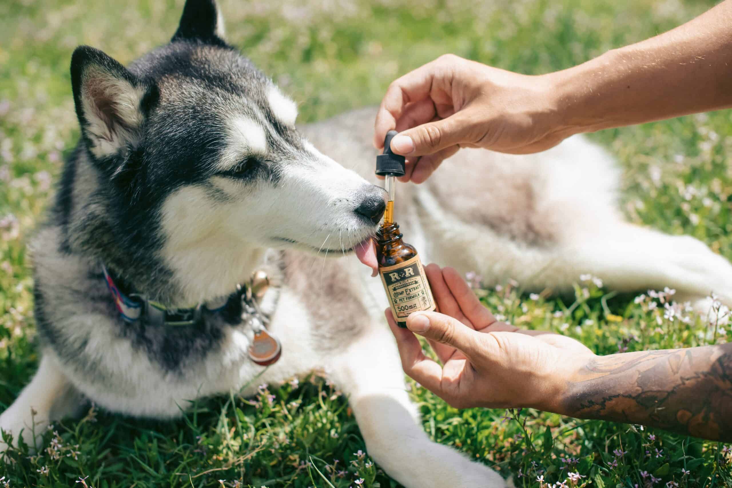 Do Calming Products Actually Work for Dogs: Mixed Evidence, Honestly