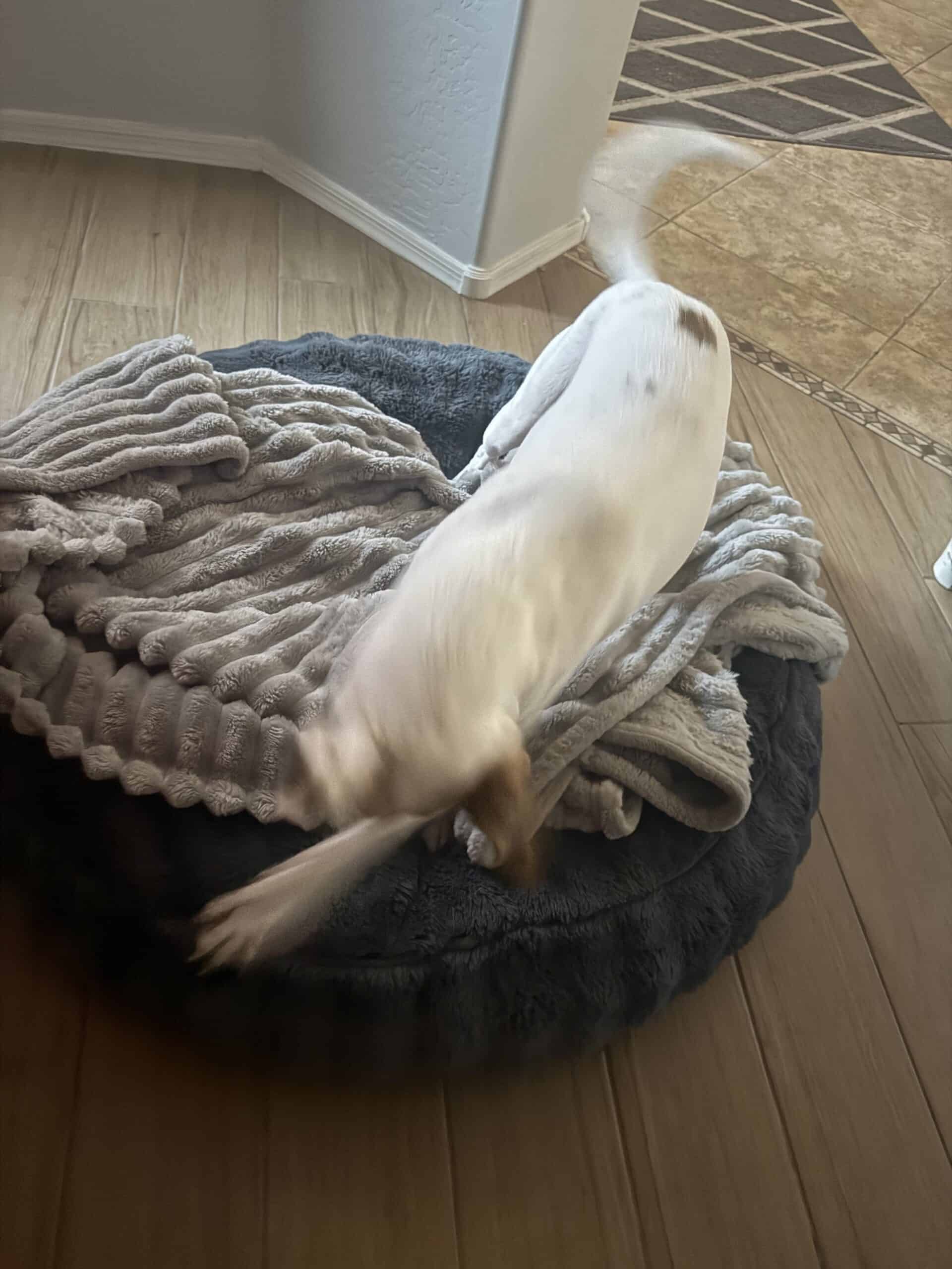 How Long Does a Dog Bed Last?