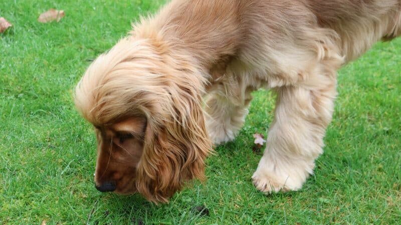 a dog with nose in grass