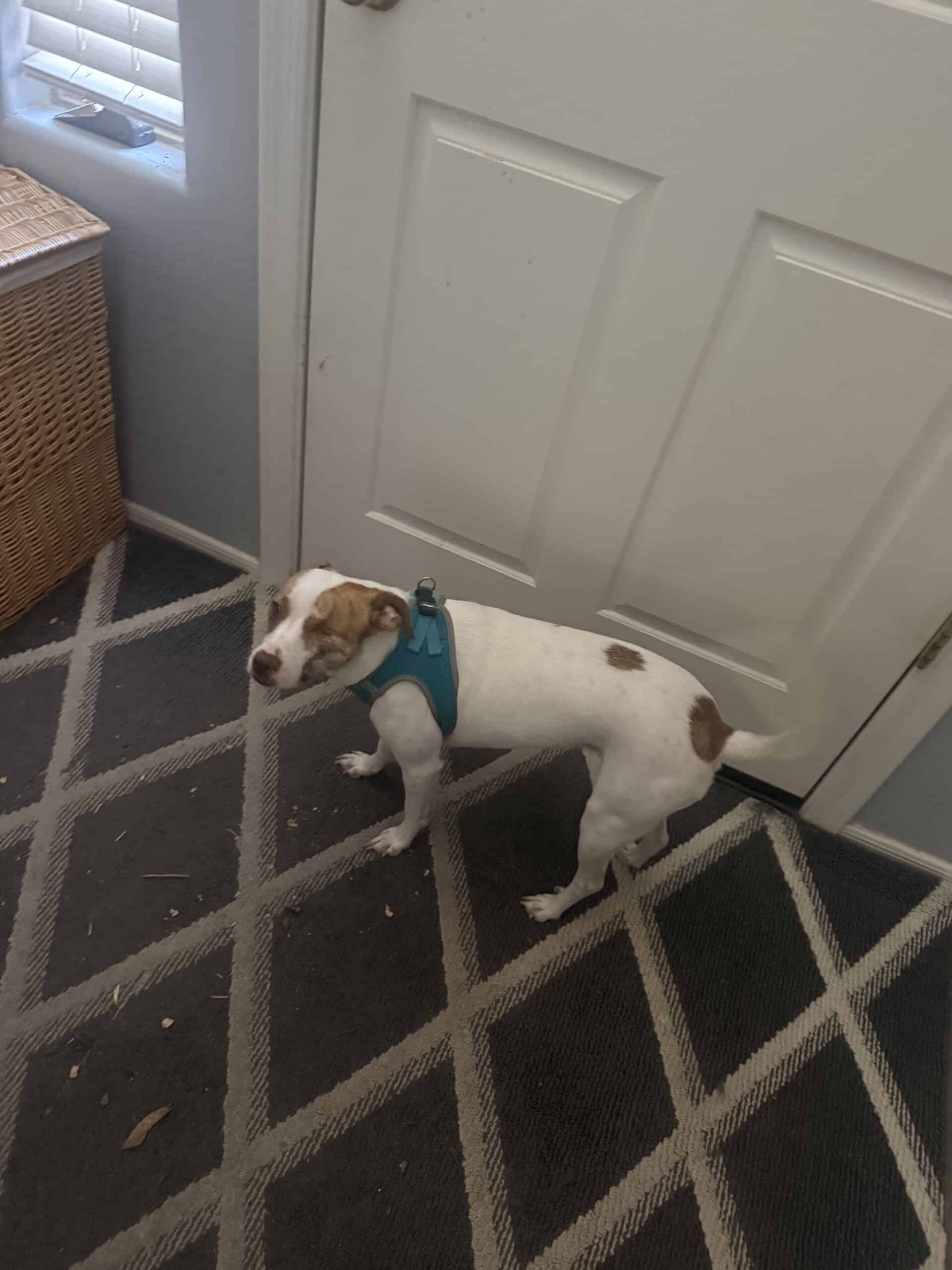 Does My Dog Know the Harness Means a Walk: Anticipation, Cues, and Excitable Dogs