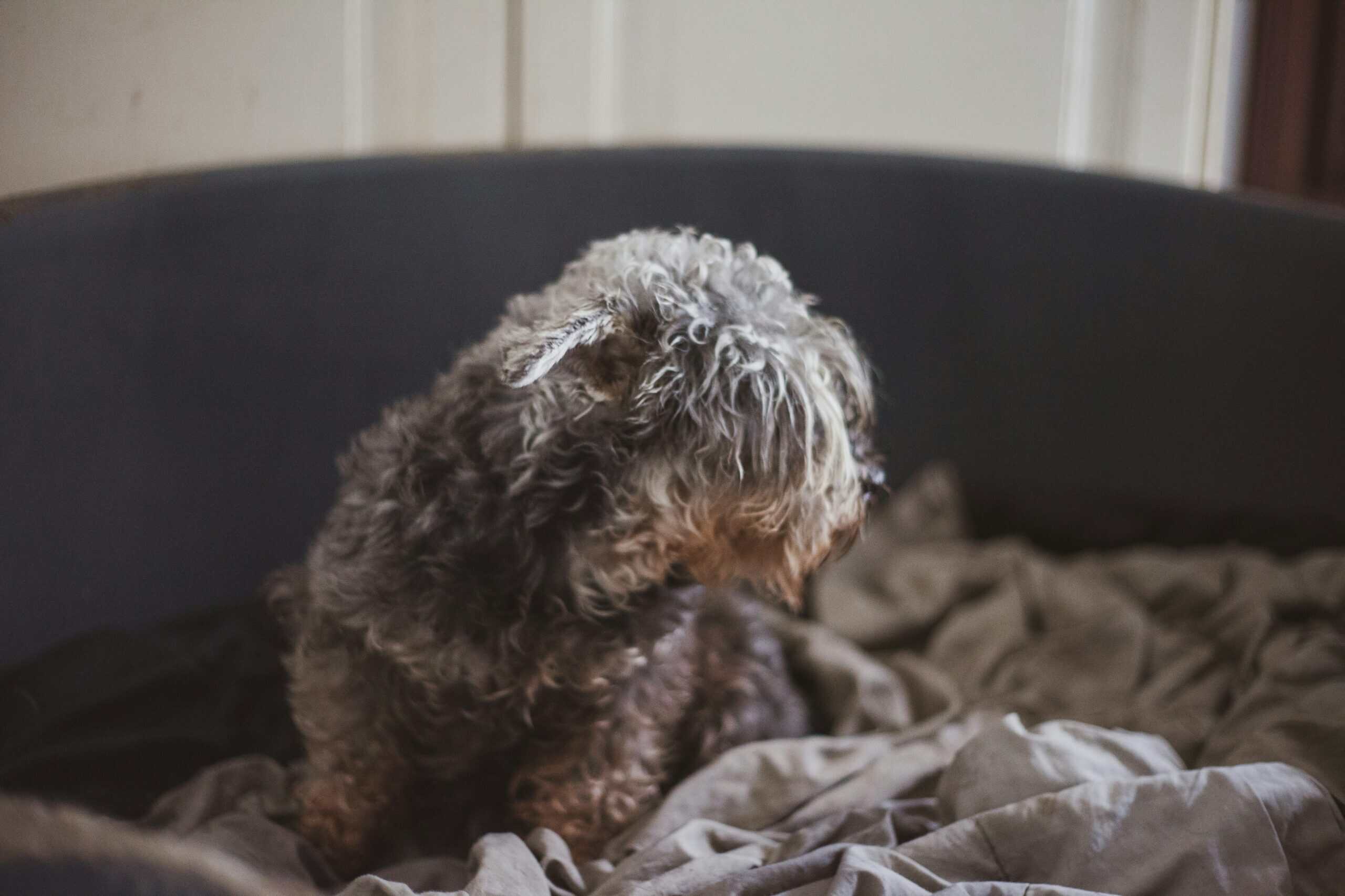 Best Dog Products for Shedding Season in 2026: Coat, Home, and Car
