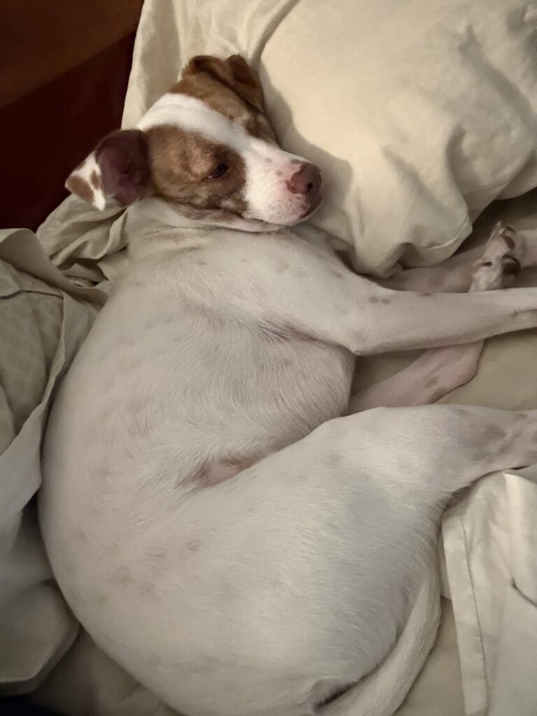 a dog laying in bed relaxed comfortable