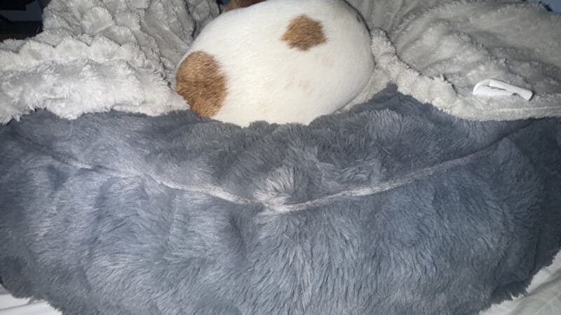 a dog laying on a dog bed on mattress