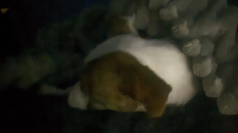 a dog laying on a dog bed with blanket on a mattress