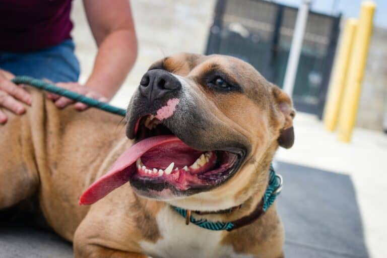a dog laying down with leash on