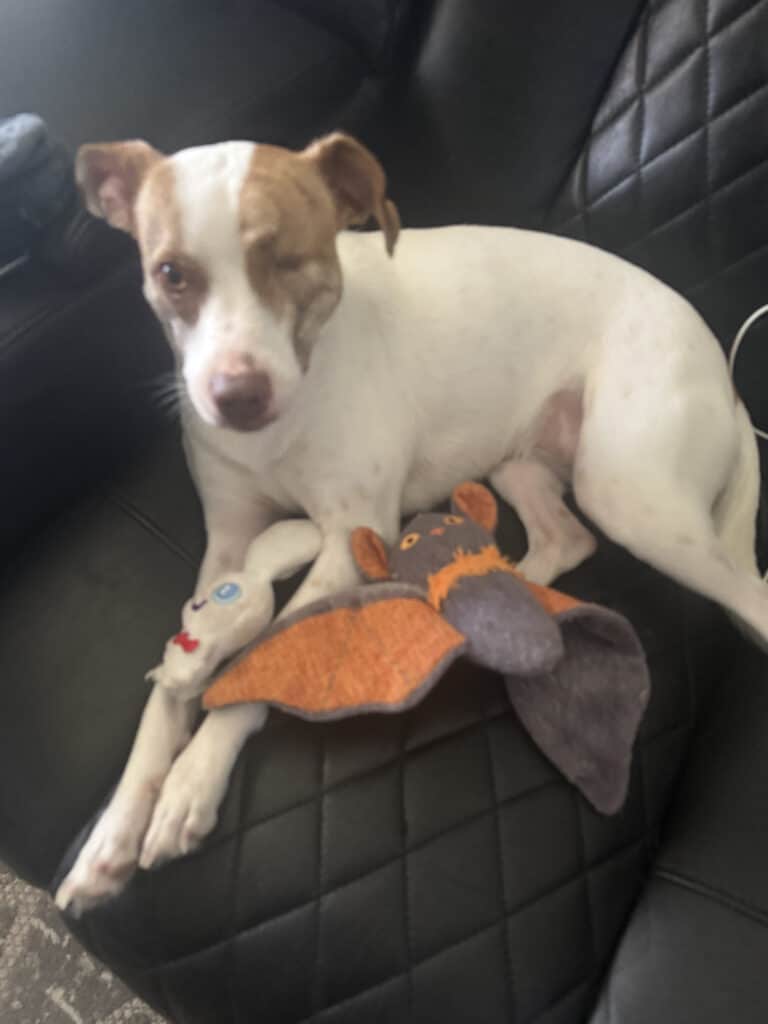 a dog laying with toys on a recliner