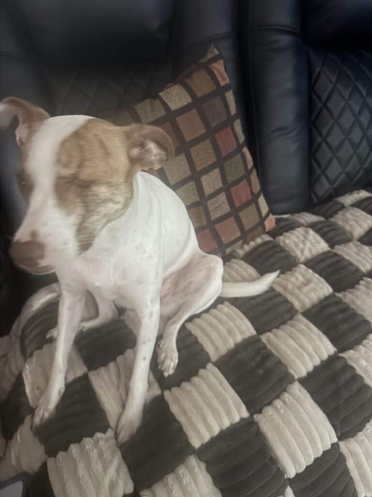 a dog on a couch cover cozy nonslip