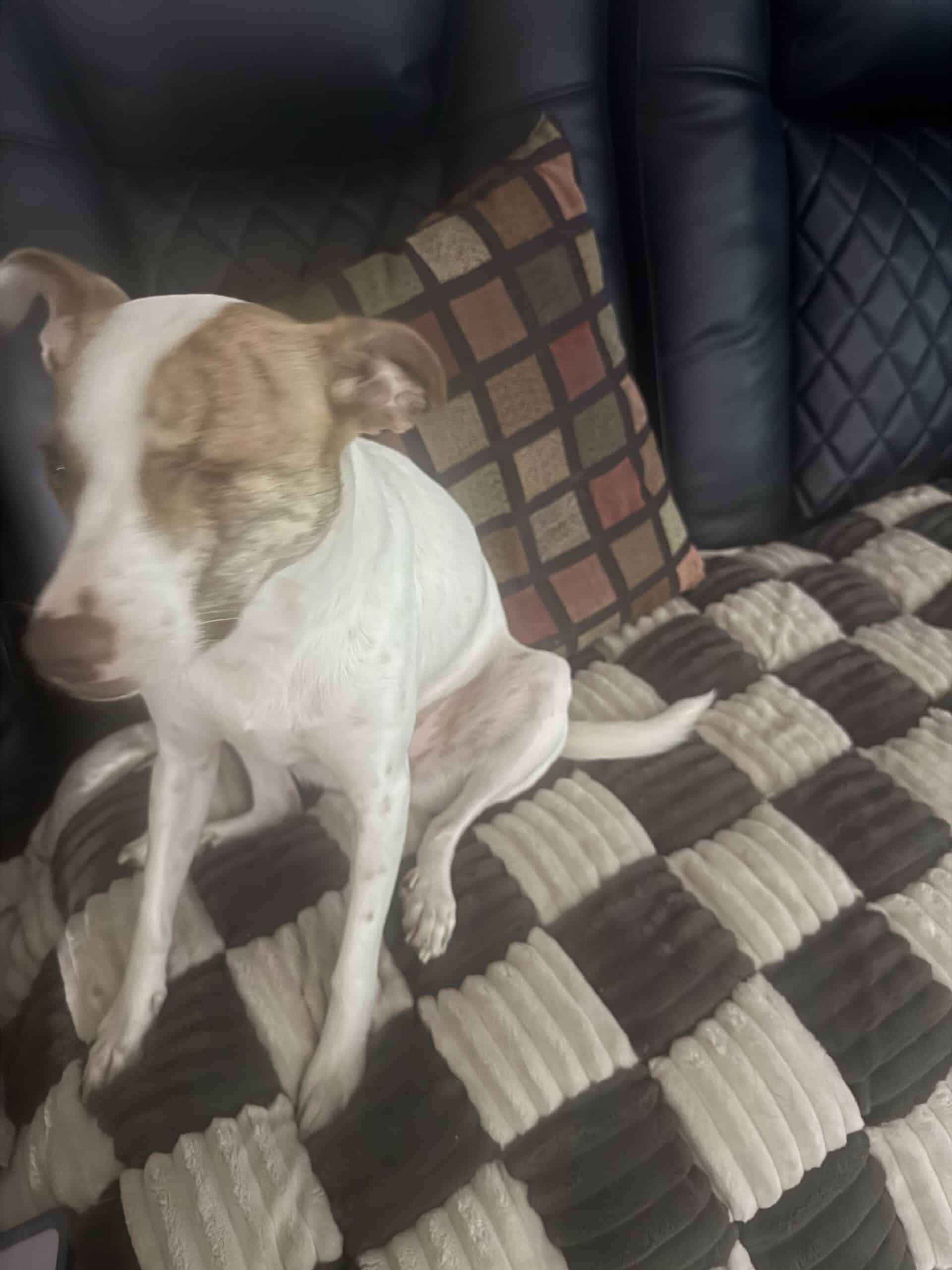 How to Stop a Dog Slipping on a Couch Cover