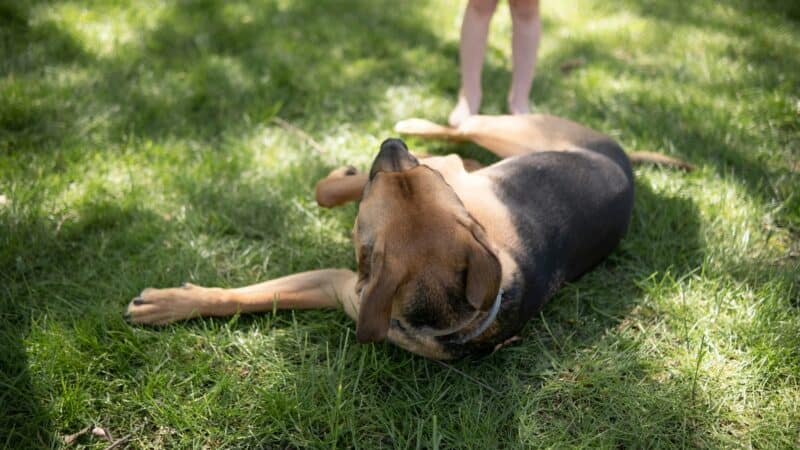 dog rolling in grass
