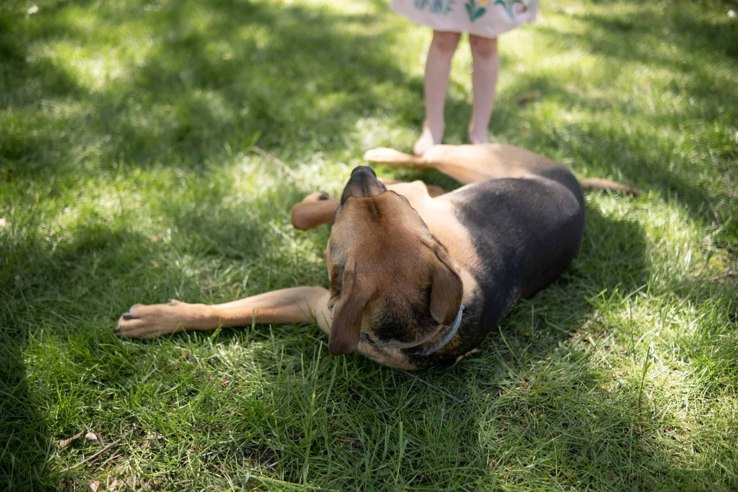 Why Does My Dog Roll in the Grass: Scent, Play, and the Itch Nobody Checks For