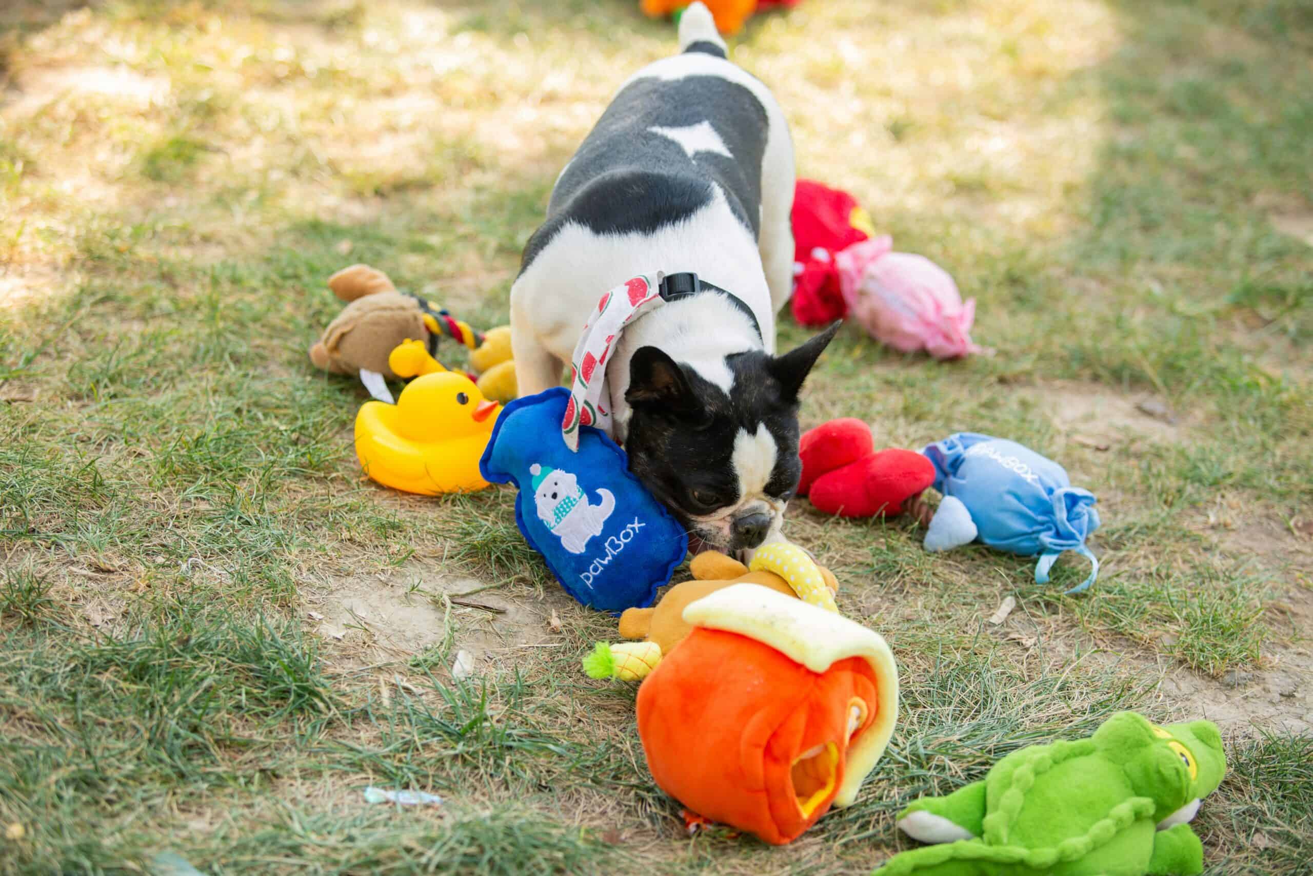 Best Dog Toy Storage and Bins in 2026: Baskets, Rotation, and Small Space Picks
