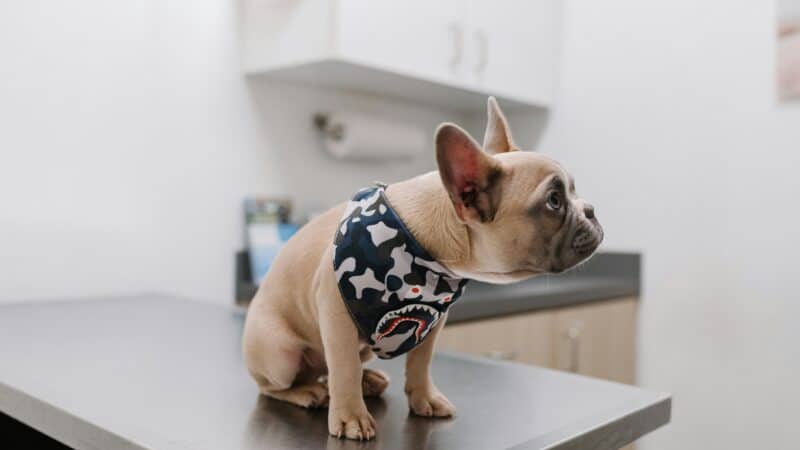 a dog visit vet on table