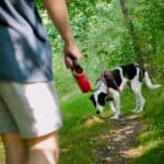a dog walking on trail stopping