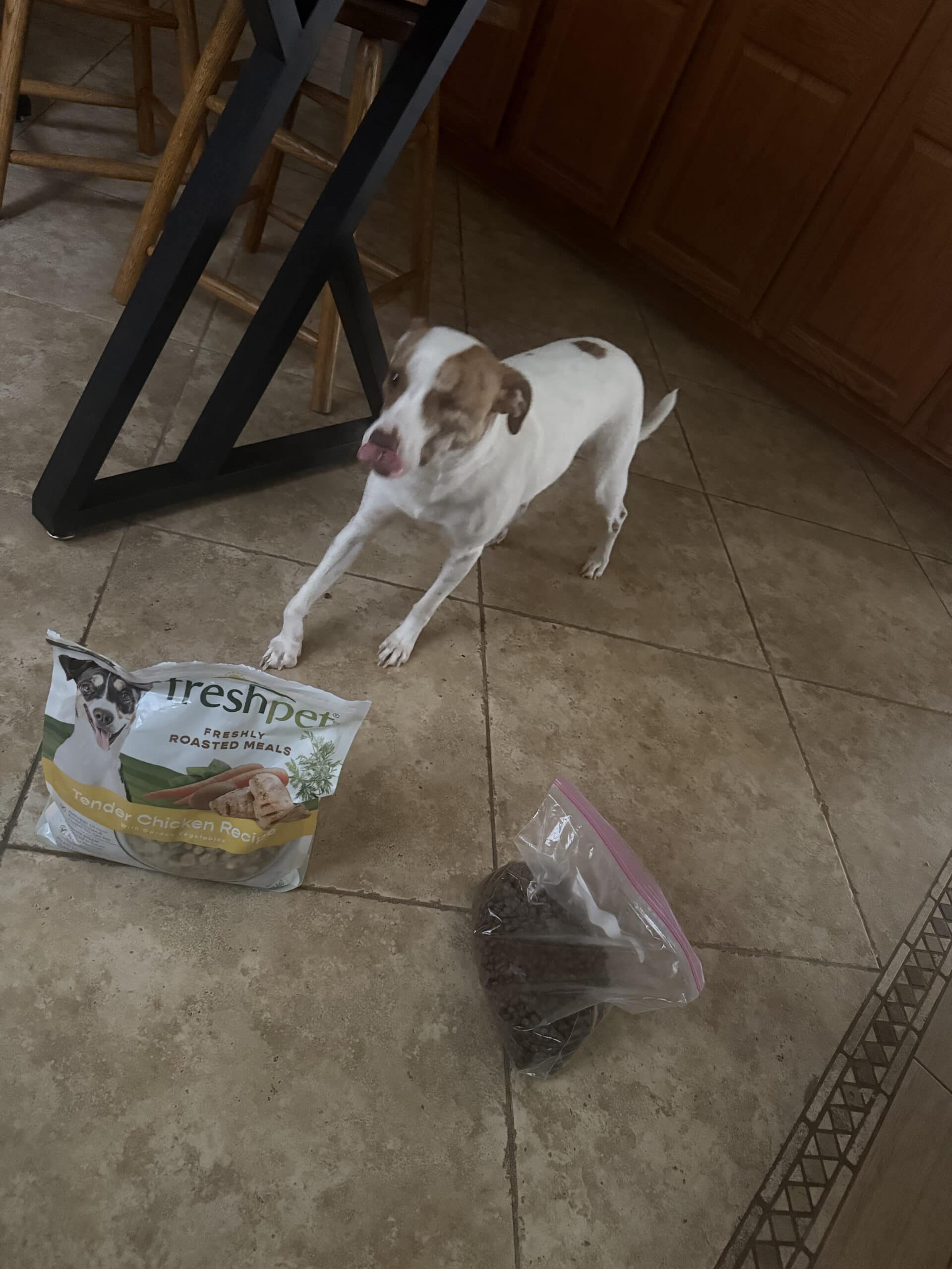 Best Dog Food for Jack Russell Mixes in 2026: Small Mouths, Large Appetites