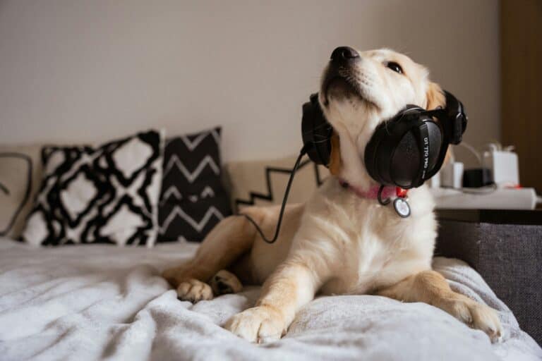 a dog with headphones on in home