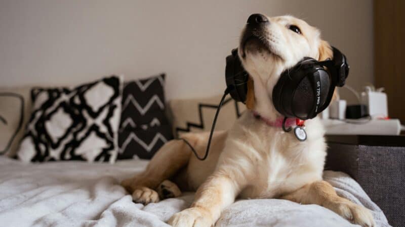 a dog with headphones on in home