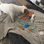 a dog with toy and treat layout on dog bed