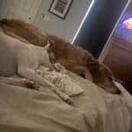 a couple of dogs laying down together peacefully
