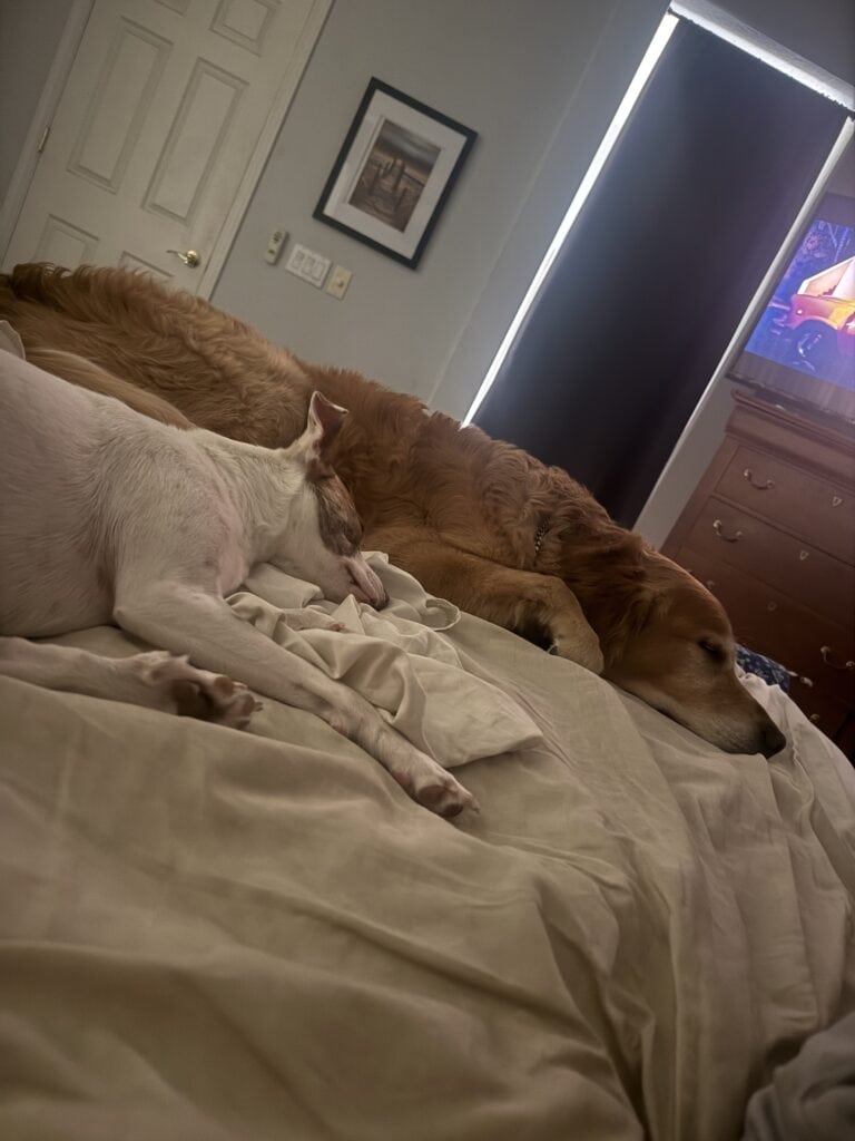 a couple of dogs laying down together peacefully