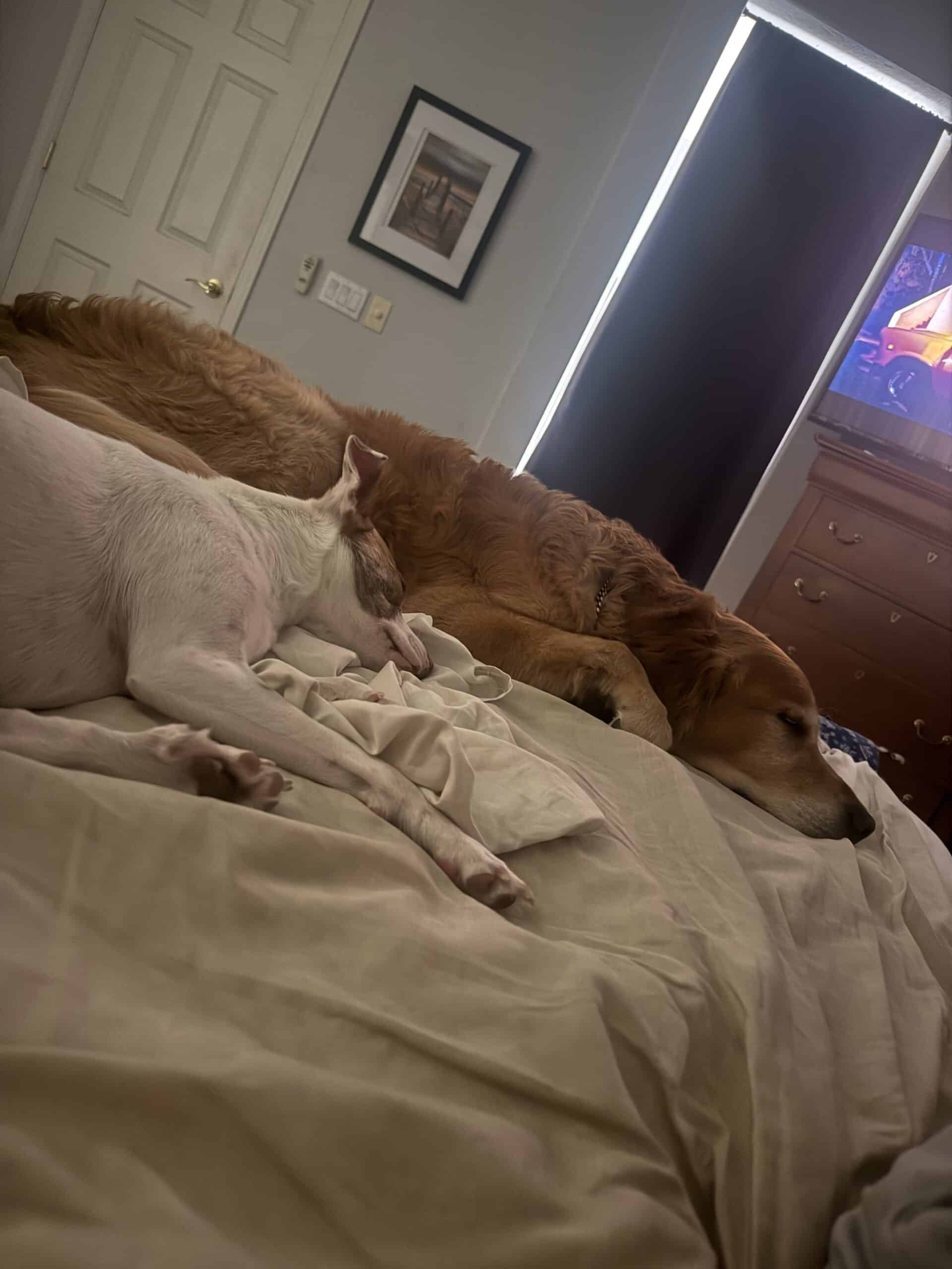 What to Do When a Dog Visits for the Weekend: Guide For Entertaining A Visiting Dog