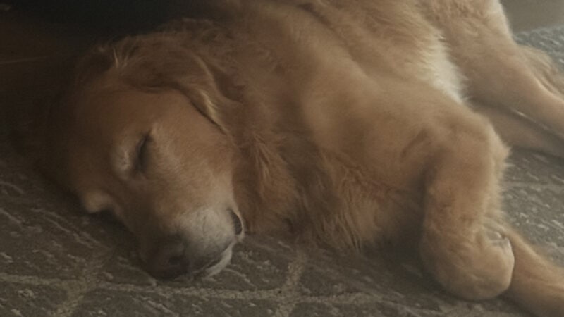 a golden retriever laying on rug