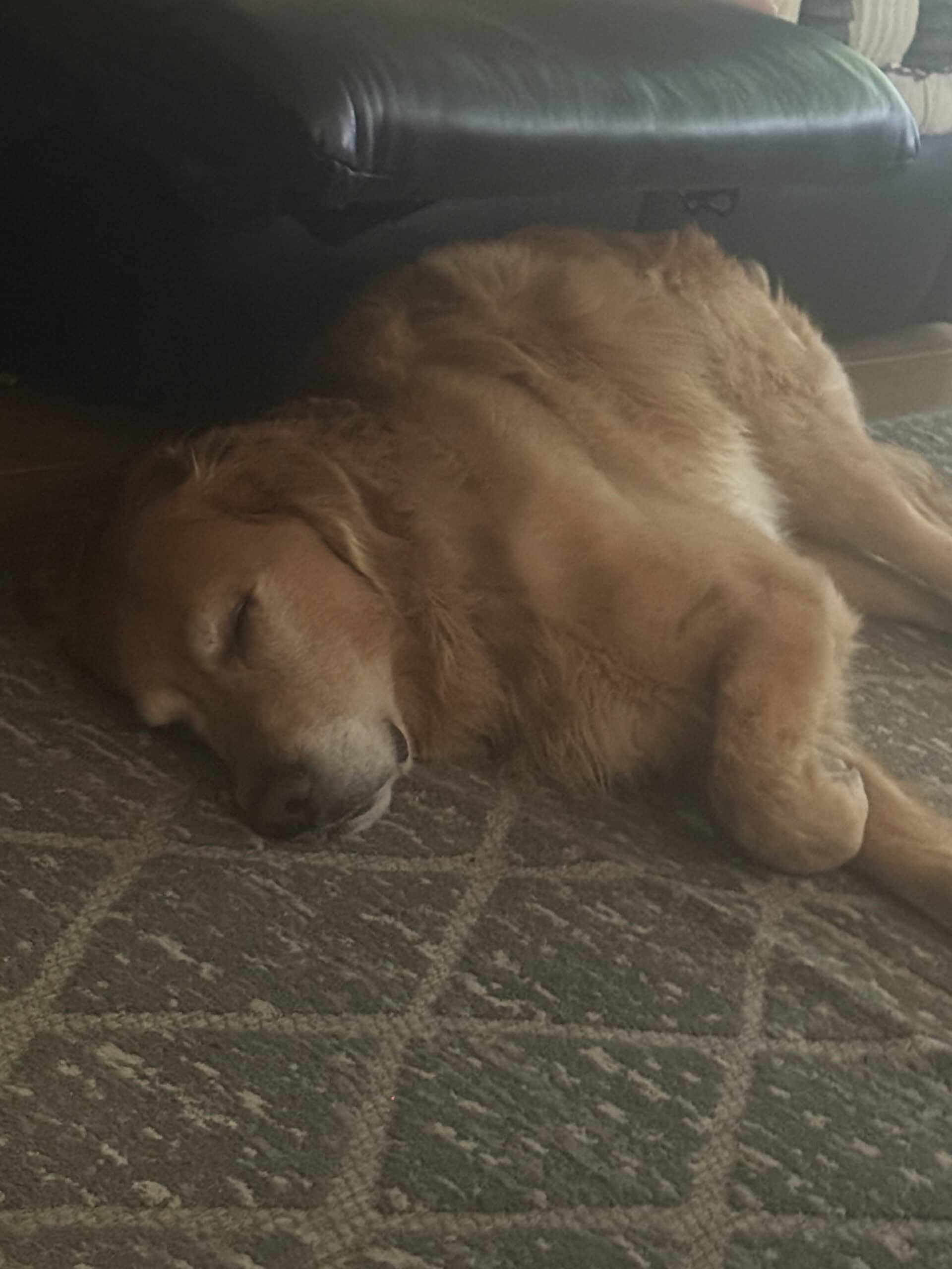 Why Does My Dog Lay on the Rug Instead of Their Bed: Temperature, Position, and What the Choice Is Telling You