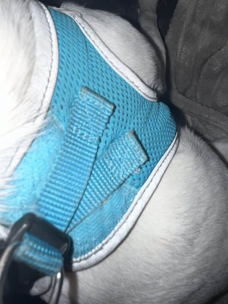 a harness latched on front legs
