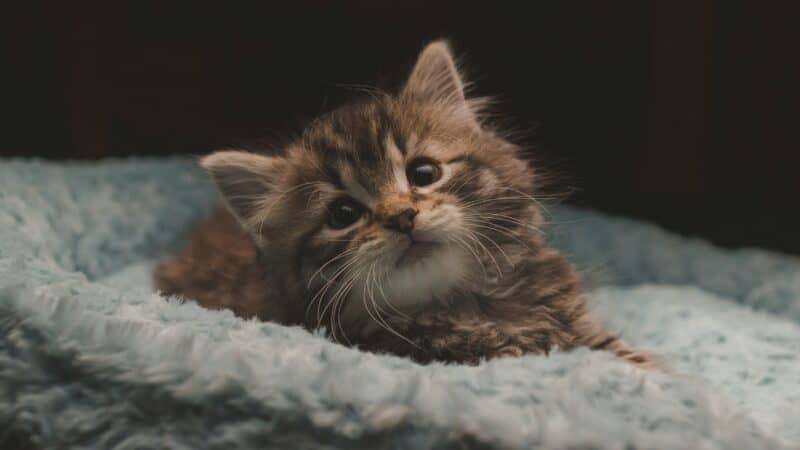 a kitten laying in bed in home