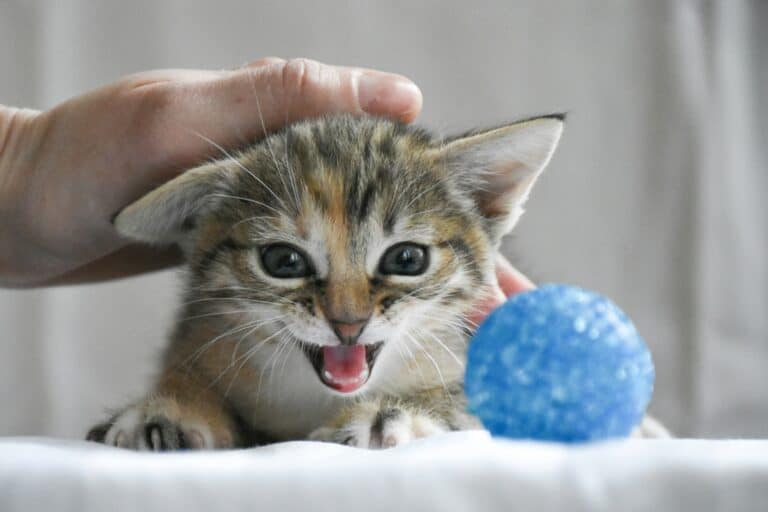 a kitten teething with toy ball
