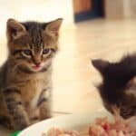 a couple kittens eating out of bowl