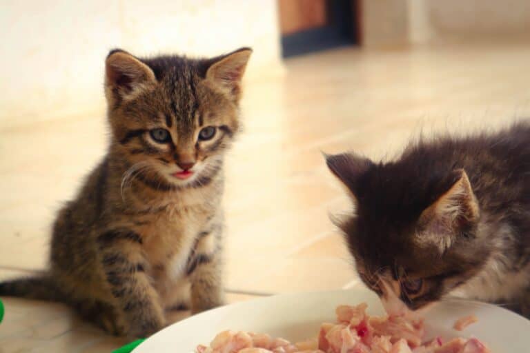 a couple kittens eating out of bowl