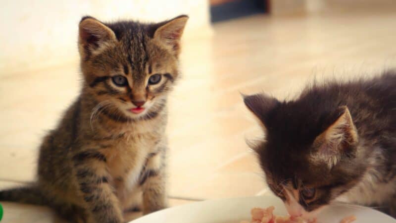 a couple kittens eating out of bowl
