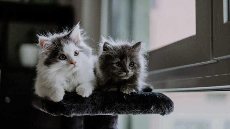 kittens on a cat tree in home