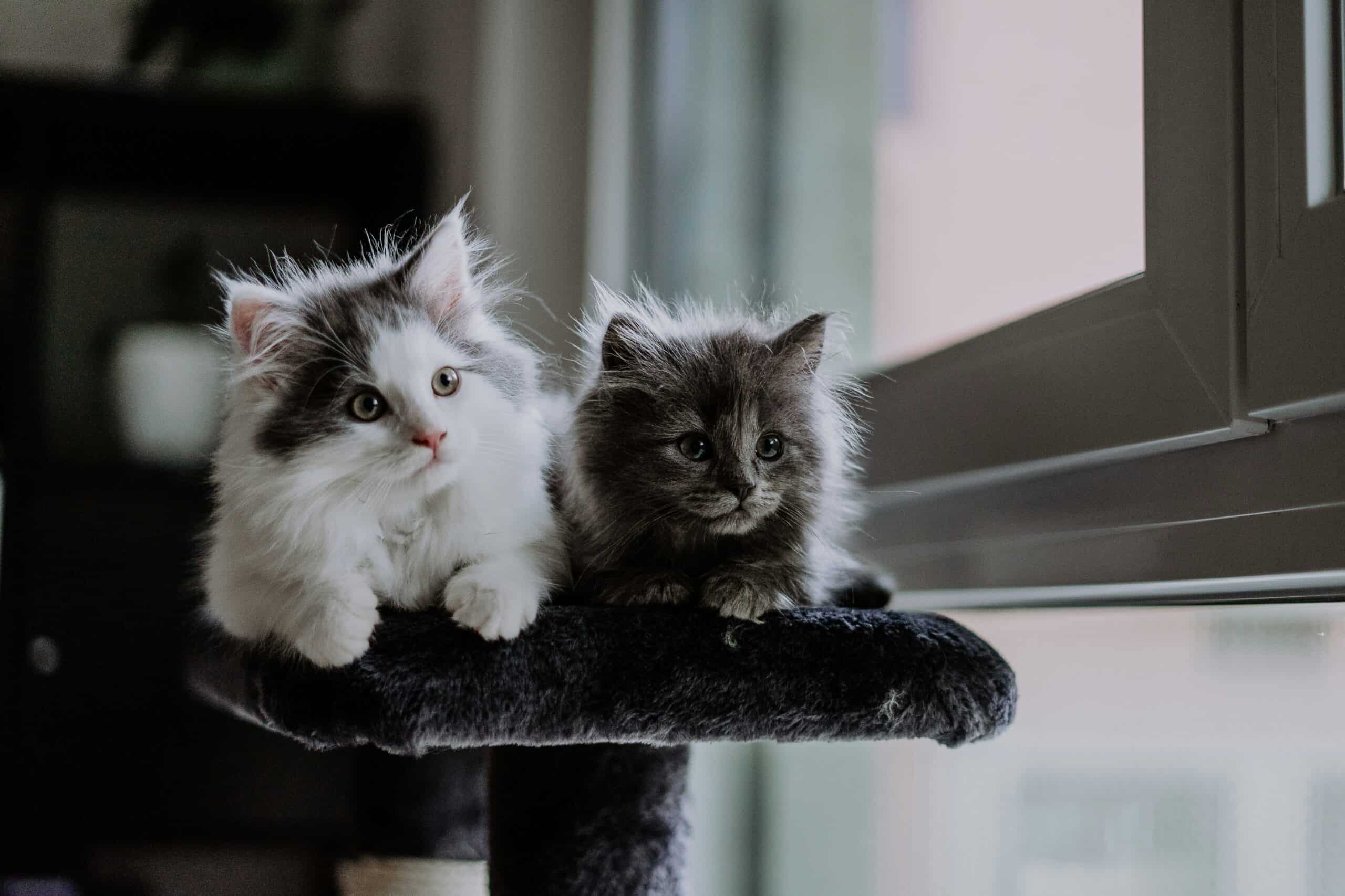 How to Kitten-Proof a Home: They Get Into Things Adult Cats Cannot