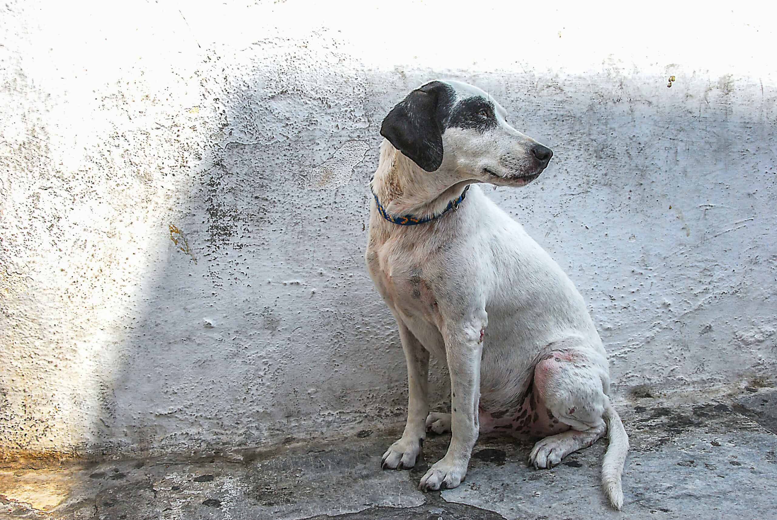 How Old Is My Dog in Human Years